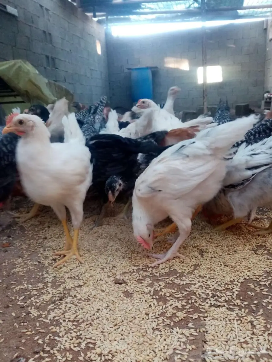 دجاج 31