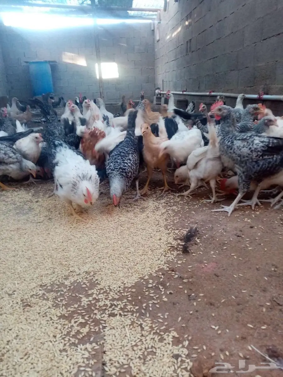 دجاج 19