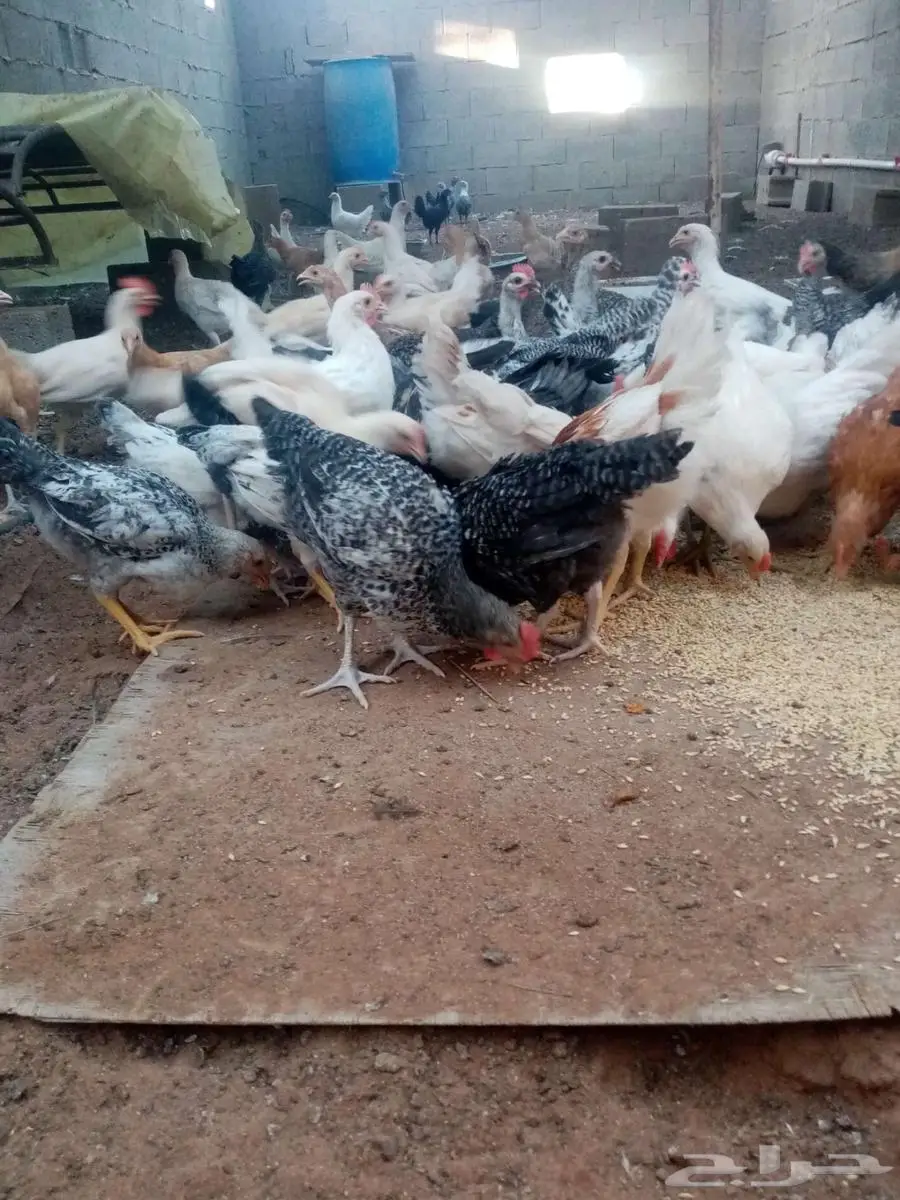 دجاج 34