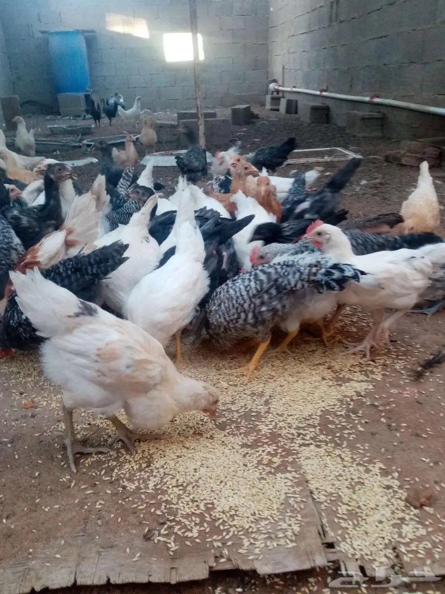 دجاج 28