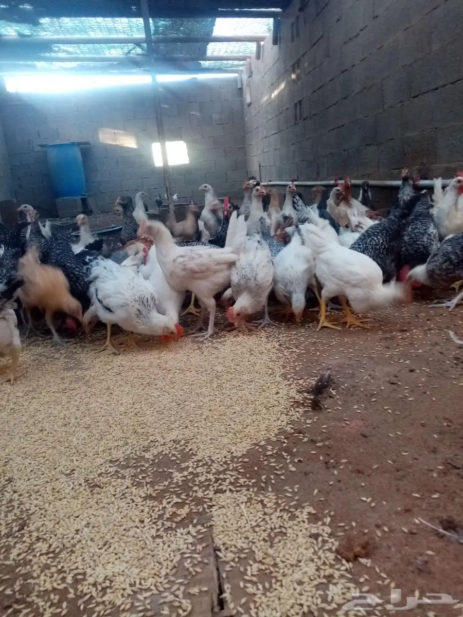 دجاج 14