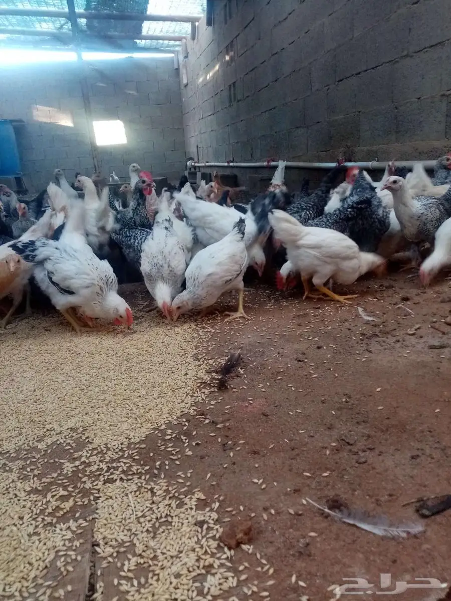دجاج 13