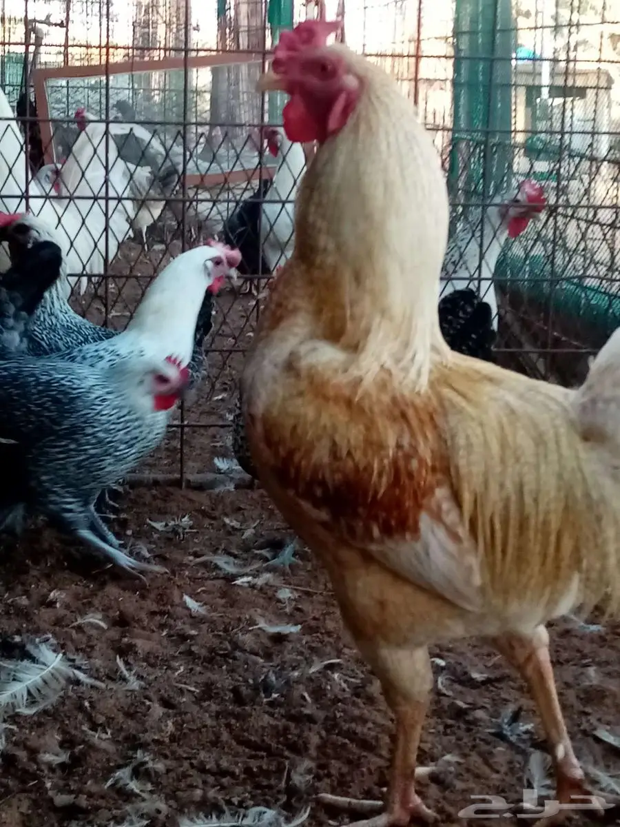 دجاج 35