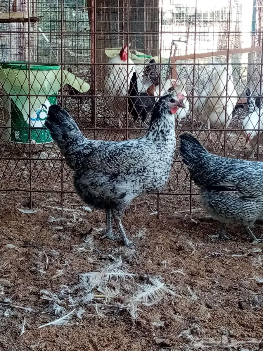 دجاج 11