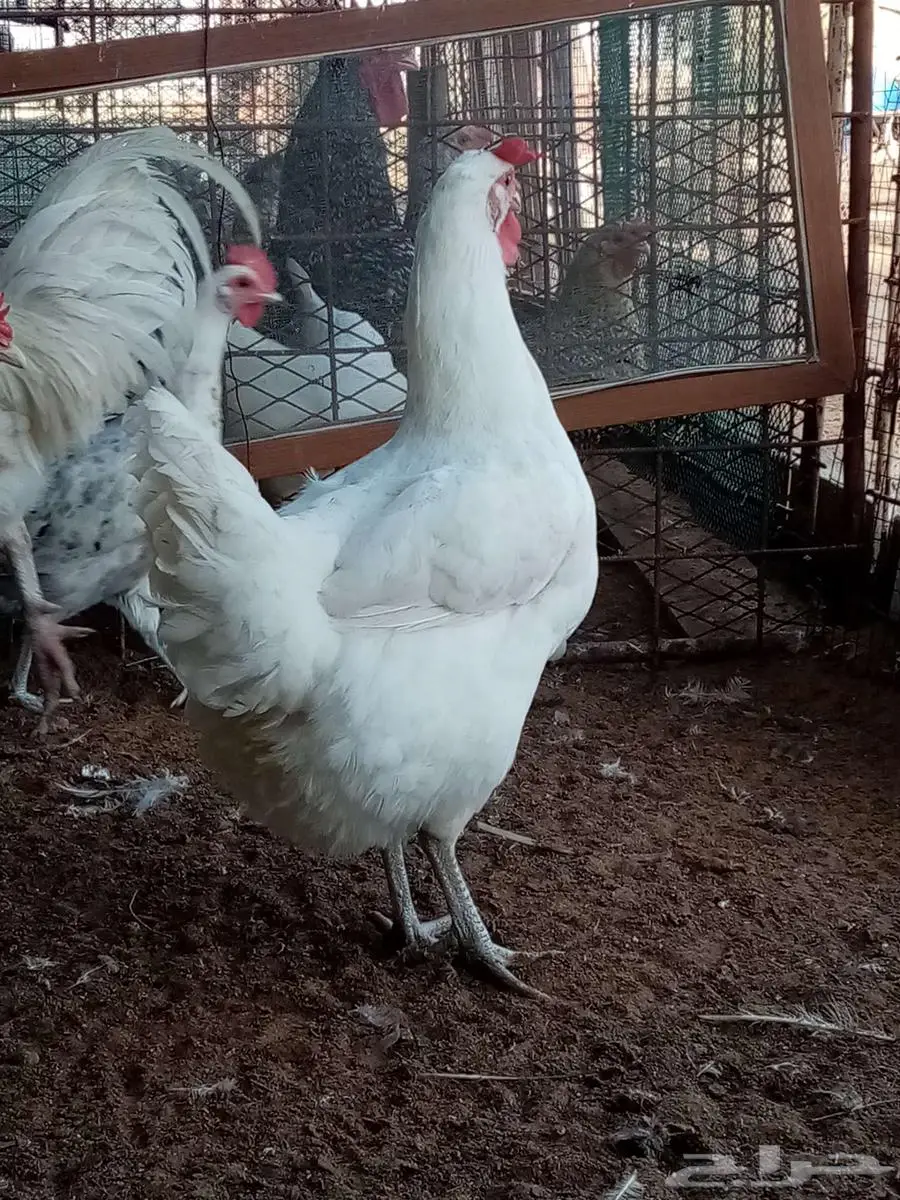 دجاج 9