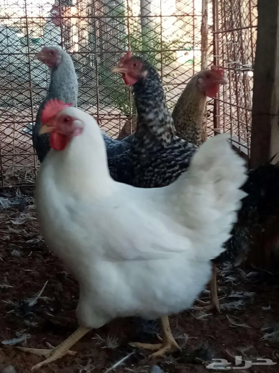 دجاج 4