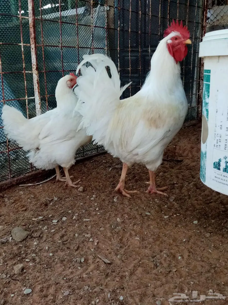 دجاج 3