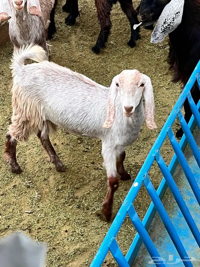 عنز للبيع 4