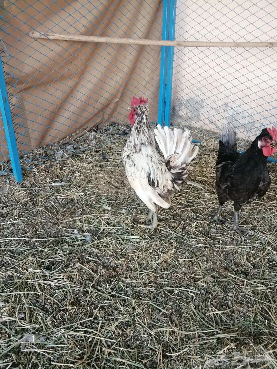 للبيع او البدل ديوك حباحب 1