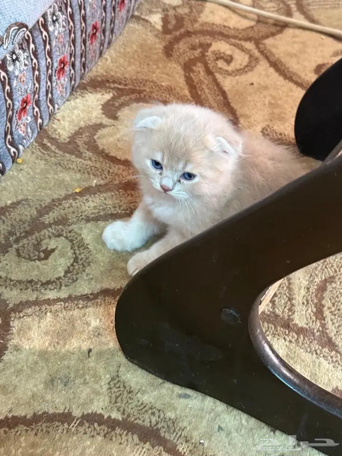 سكوتش 3إناث وامهم تبيهم كلهم او وحده خاص 3