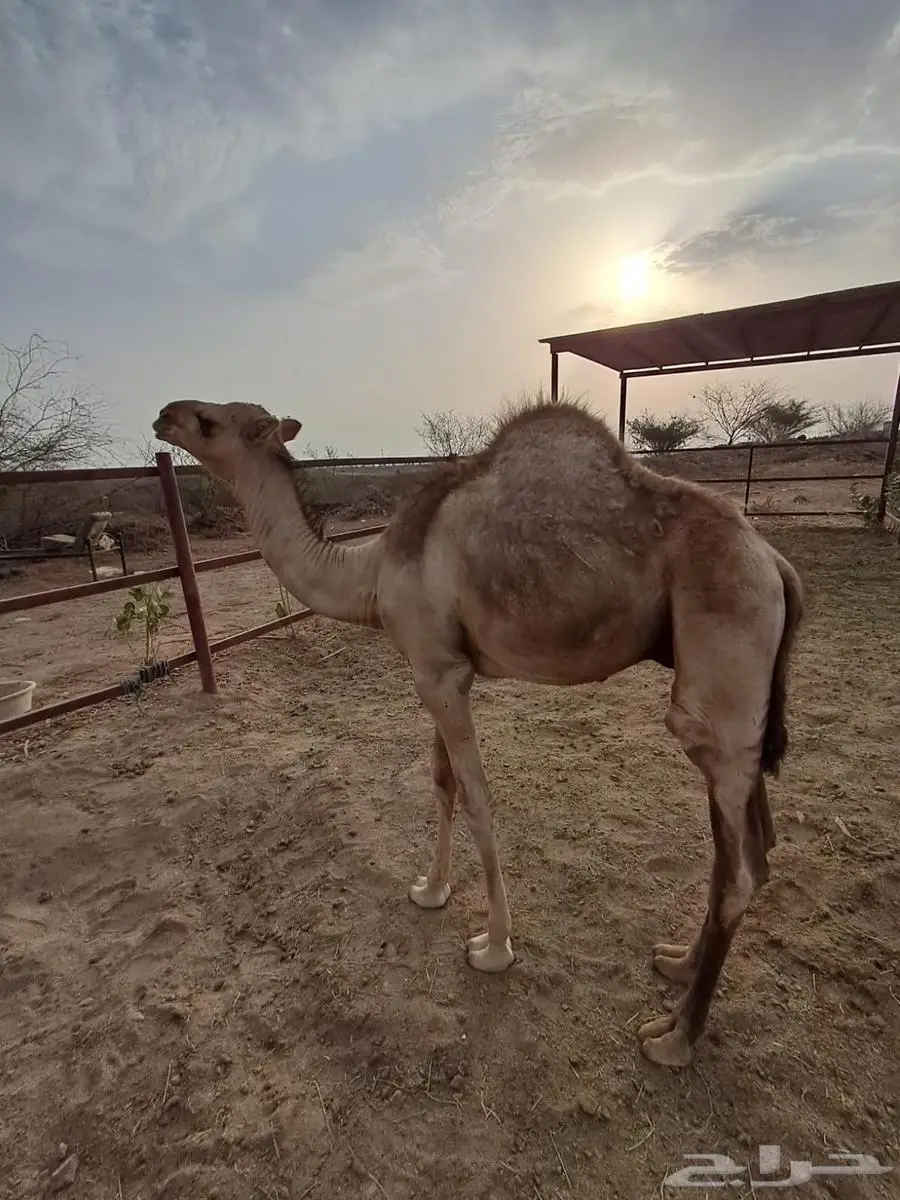 قعود لباني 2
