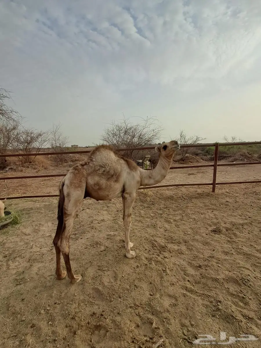 قعود لباني 0