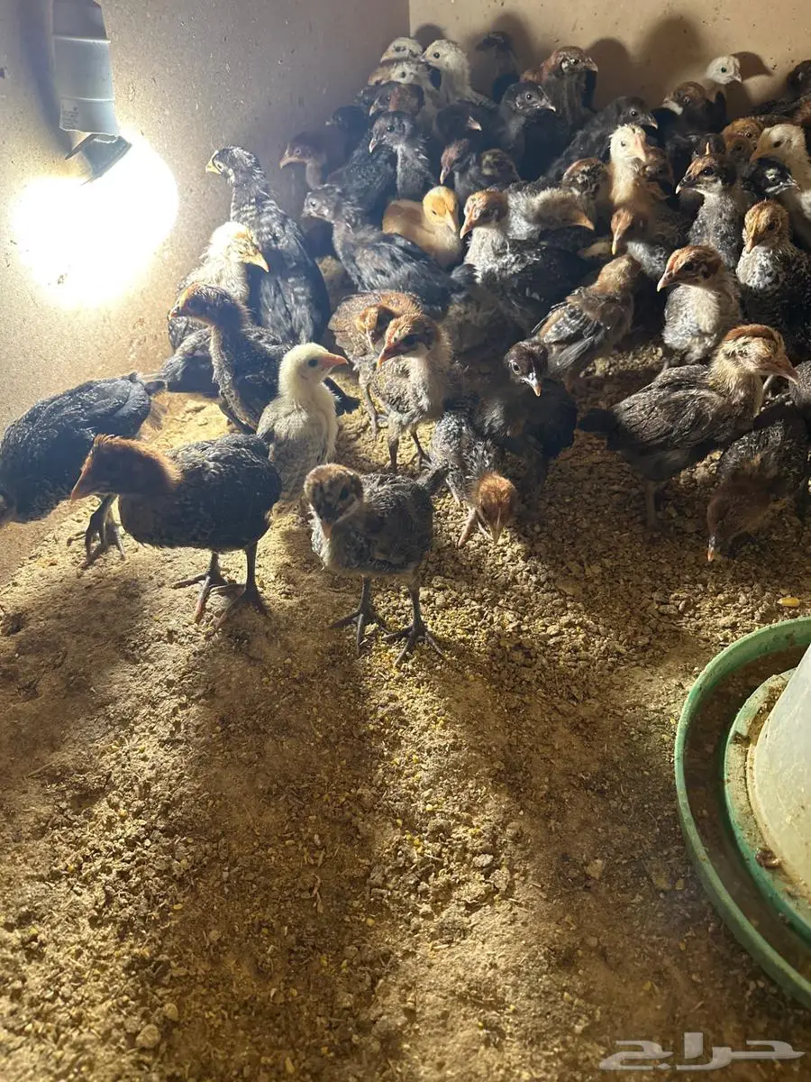 دجاج 0
