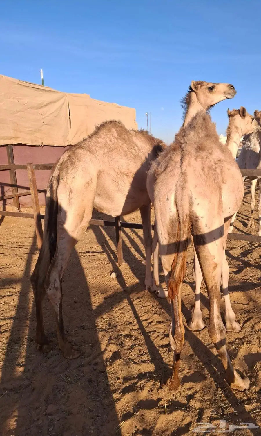 قعدان لحم 0