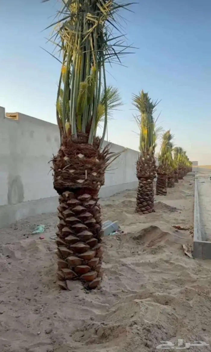 نخل مثمر للبيع شيشي سكري صقعي مجدول نخيل جميع لانواع برحي 2