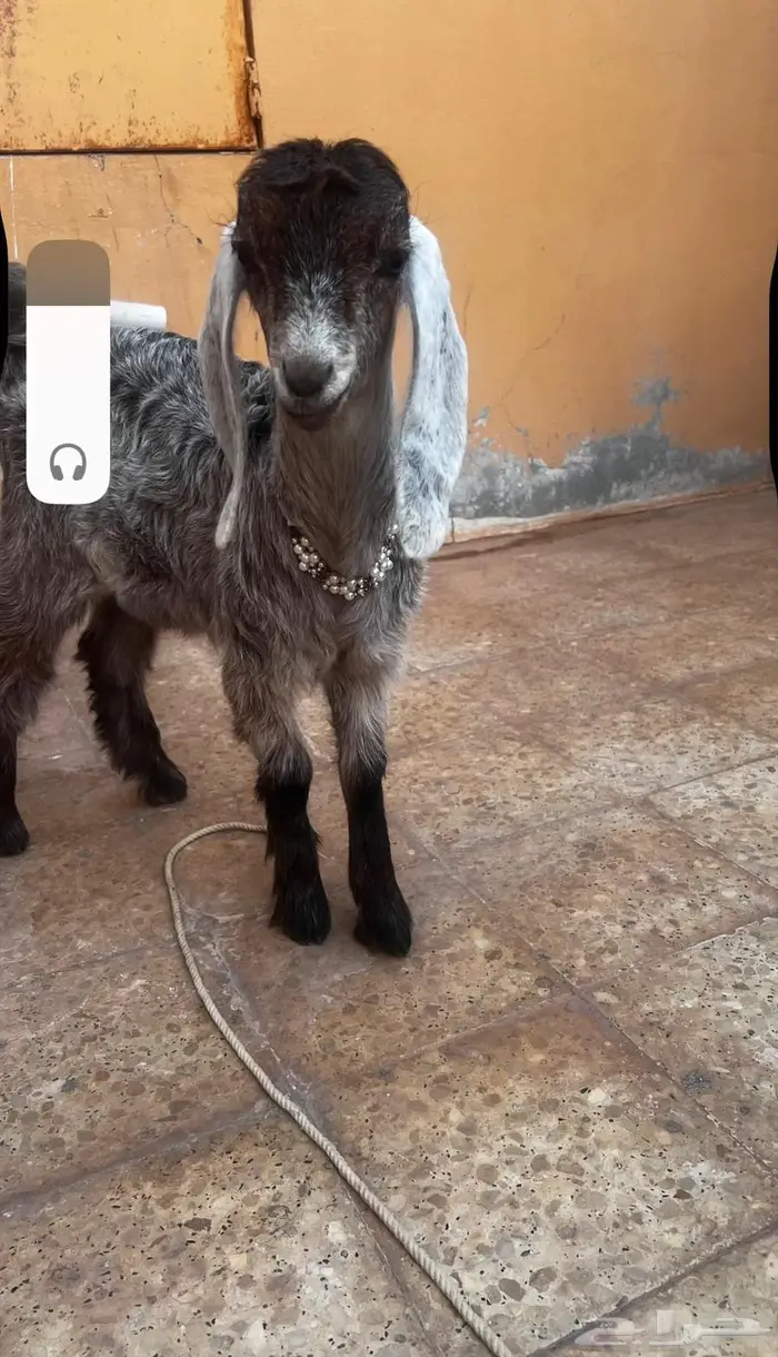 عارضيه للبيع برفحاء افتحوا السوم 4