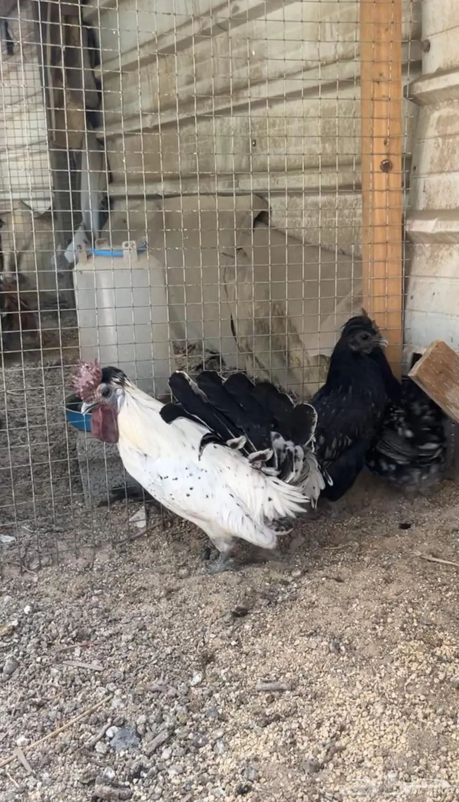 حباحب 3