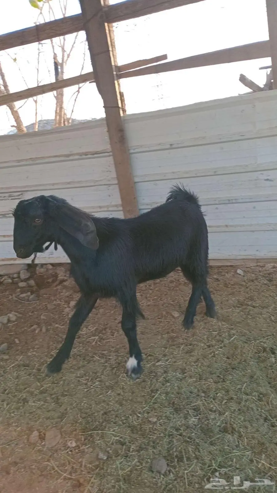 جفرة مصرية جماء 7 شهور 3