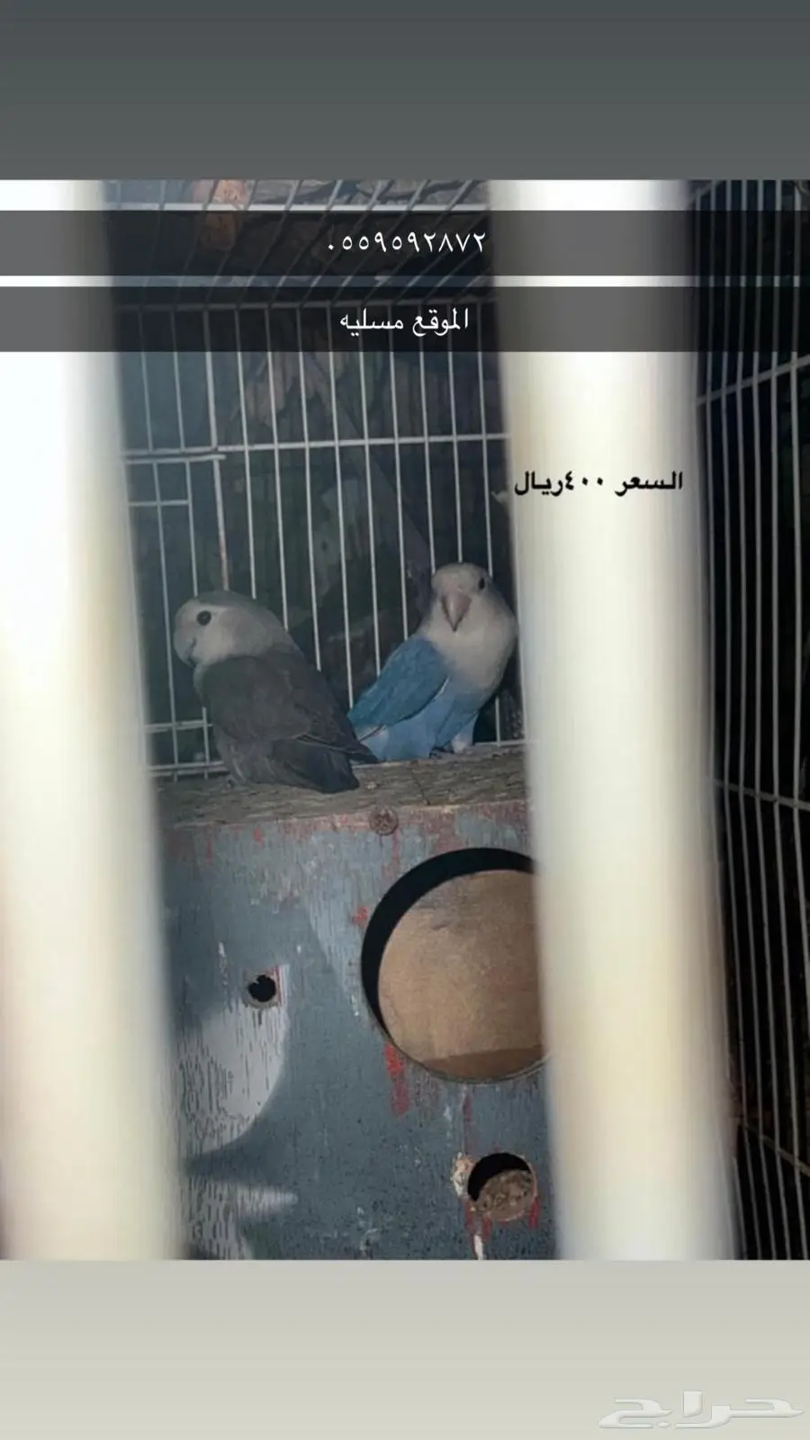 بيش قرية مسليه 4