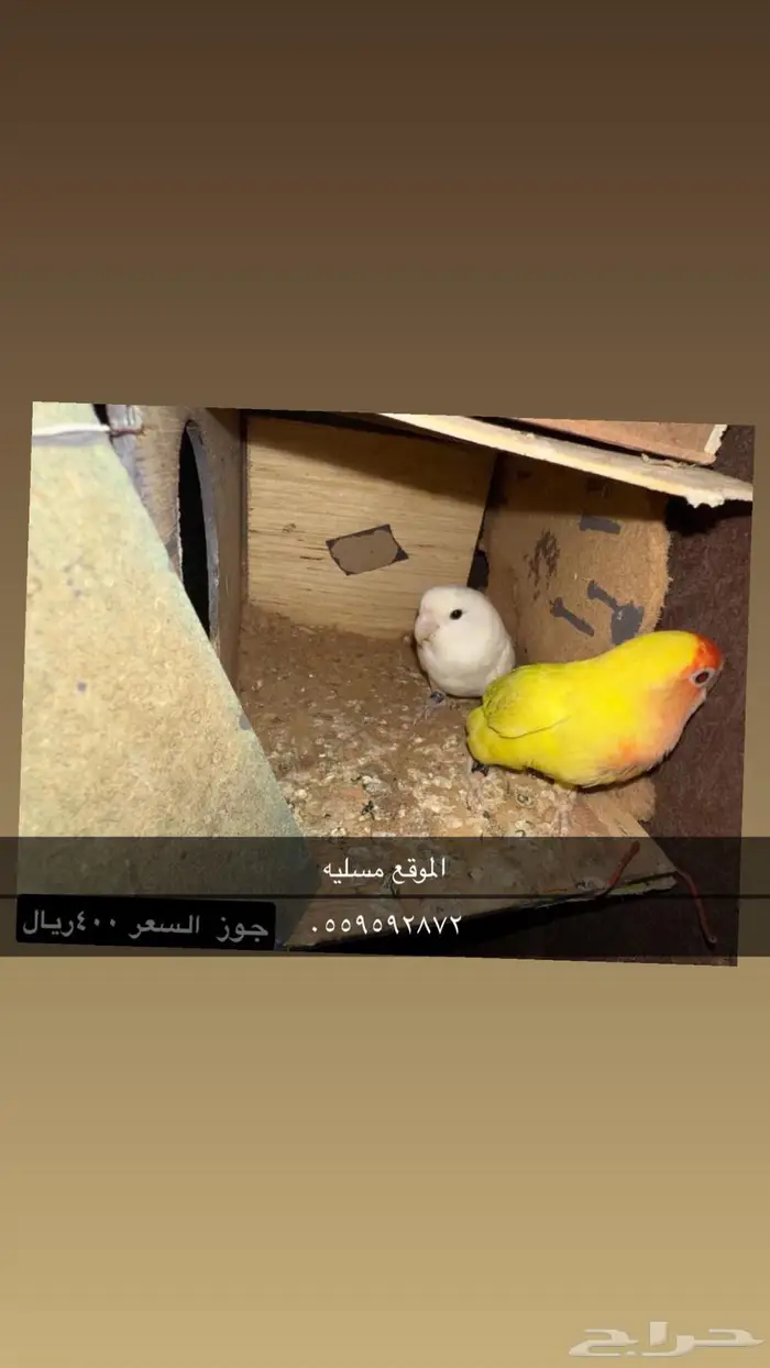 بيش قرية مسليه 0