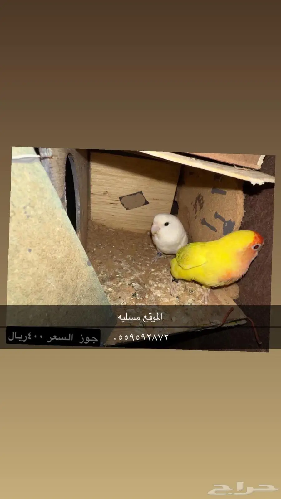 بيش قرية مسليه 0