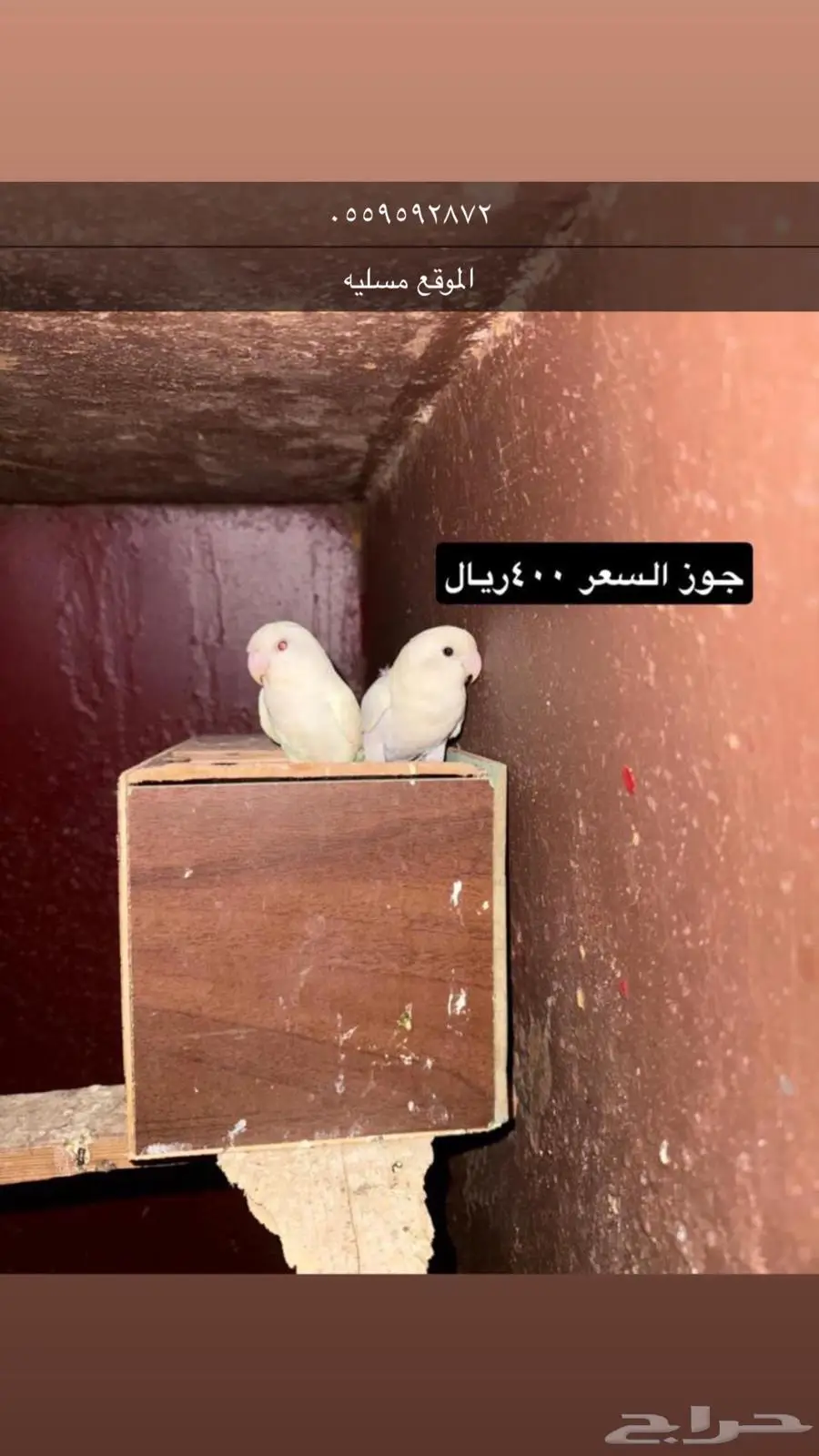 بيش قرية مسليه 1