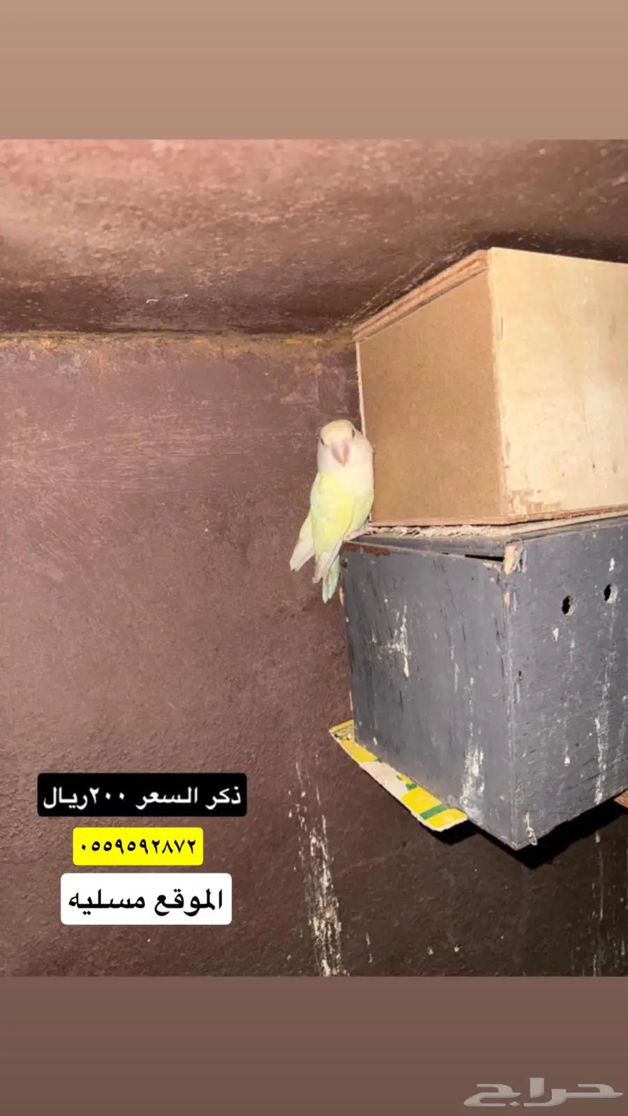بيش قرية مسليه 3