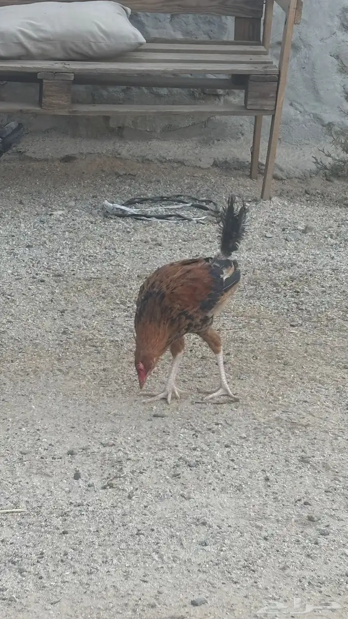 ذكران بلدي للبيع 2