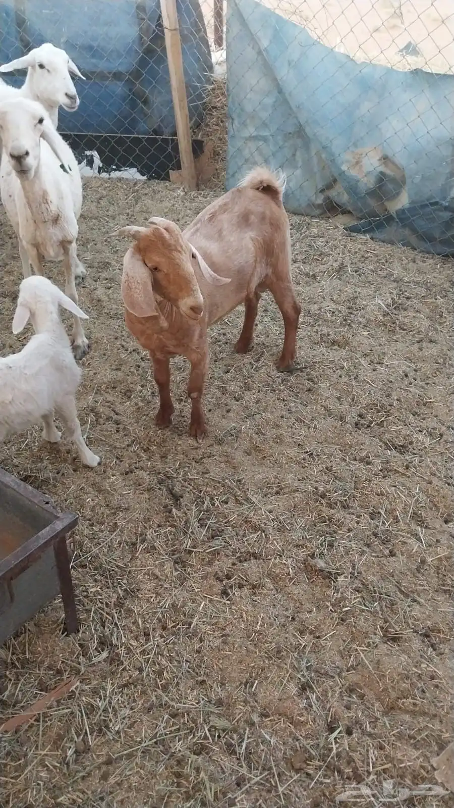 تيس جنوبي 2
