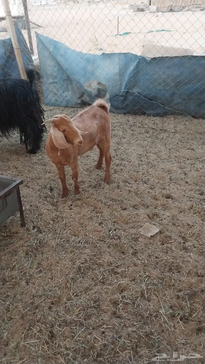 تيس جنوبي 0
