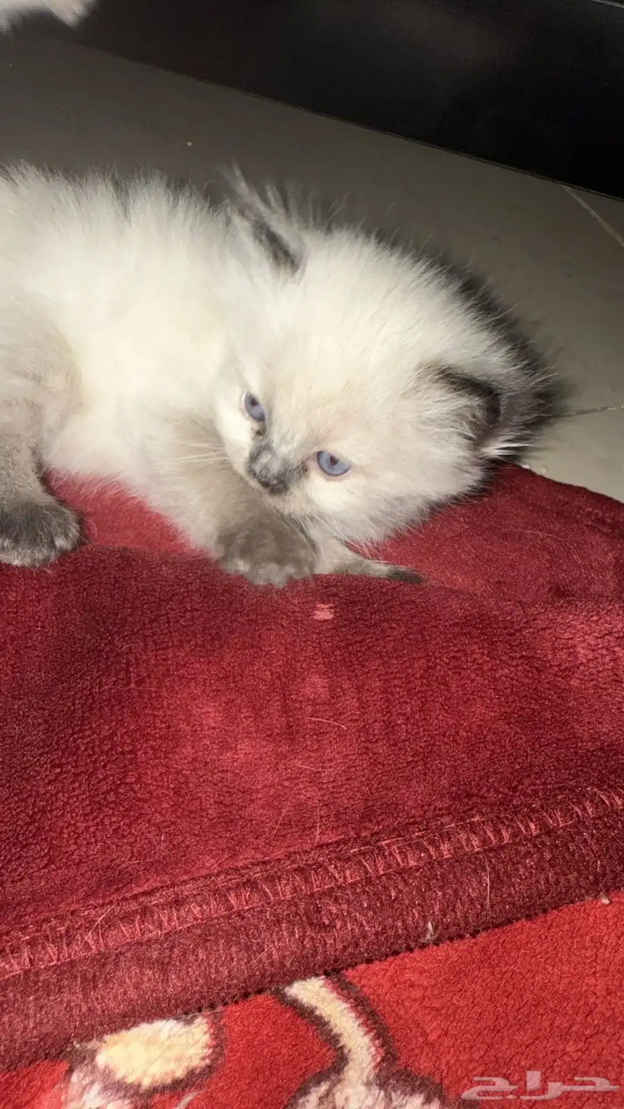 قطط هملايا 1