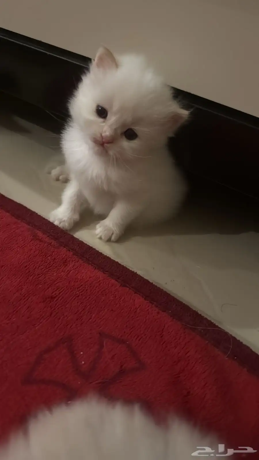 قطط هملايا 0