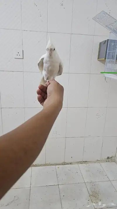 كروان اليف للبيع 0