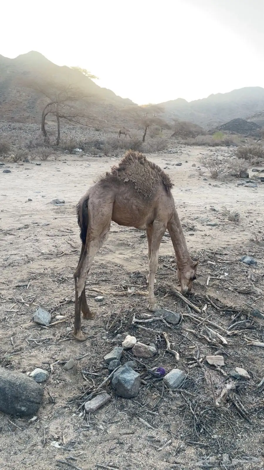 حواره للبيع 0