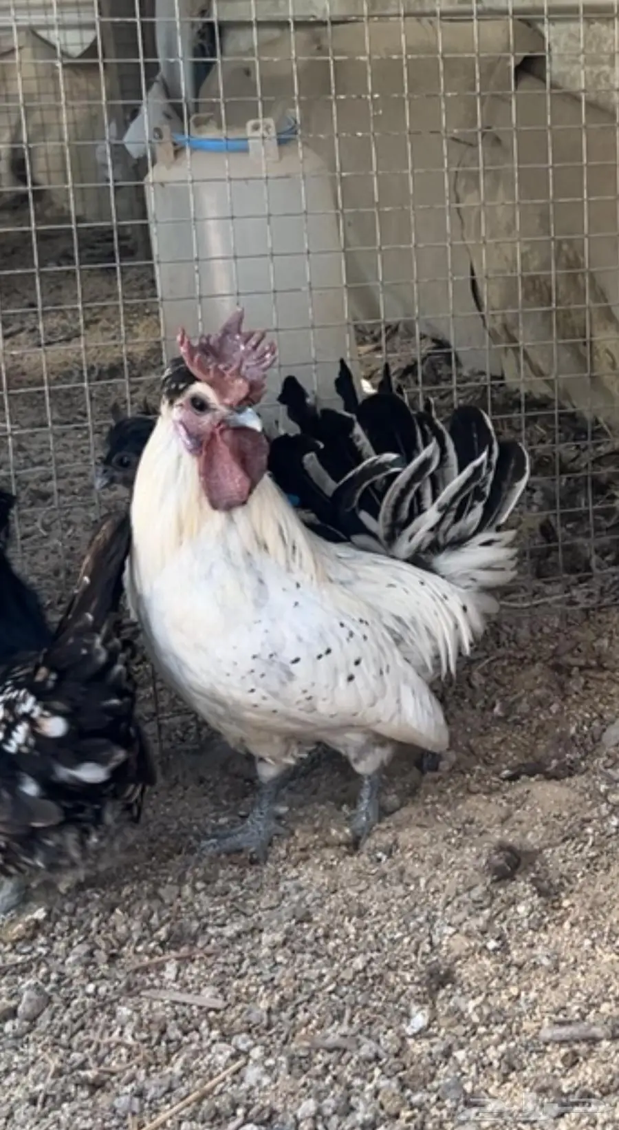 حباحب 2