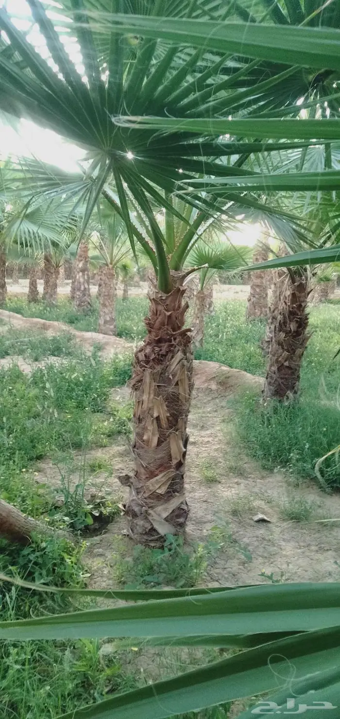 نخل واشنطني 9