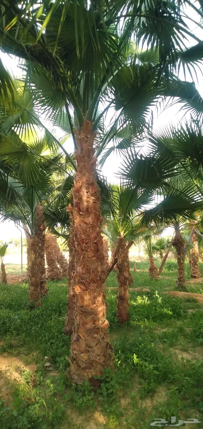 نخل واشنطني 6