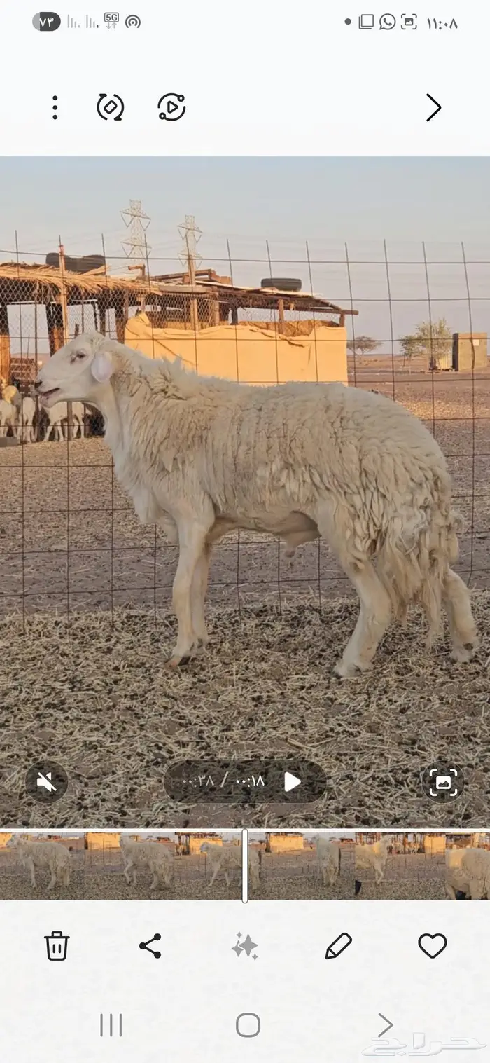 فحل حري تم البيع 1
