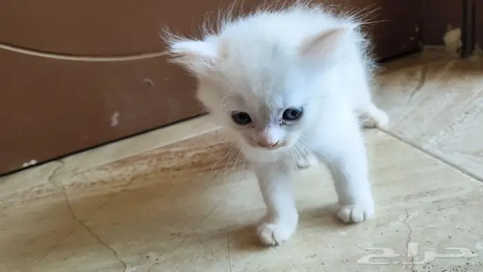 قط قطط بسه صغير للبيع عمر شهرين ونص ابيض 0