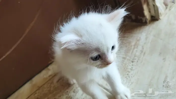 قط قطط بسه صغير للبيع عمر شهرين ونص ابيض 1