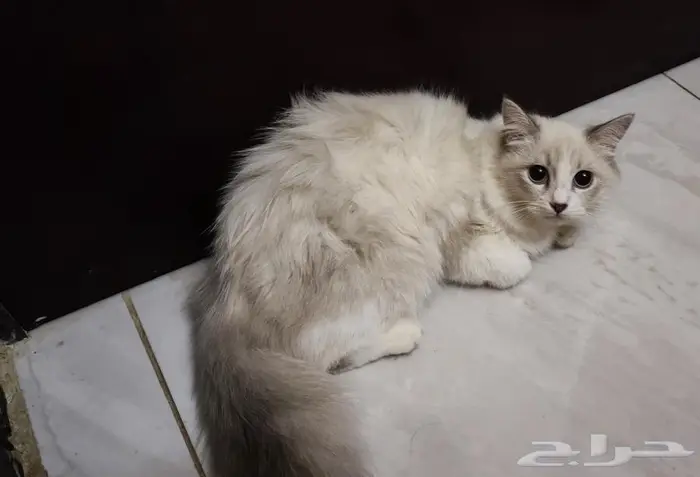 قط قطط بسه صغير للبيع عمر شهرين ونص ابيض 2