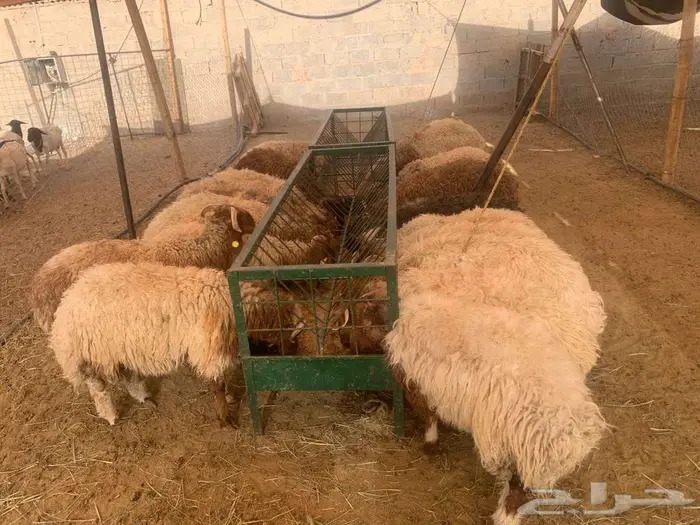 نعيمي اردني بسعر 1500 كمية محدودة لأوزان جبر 0
