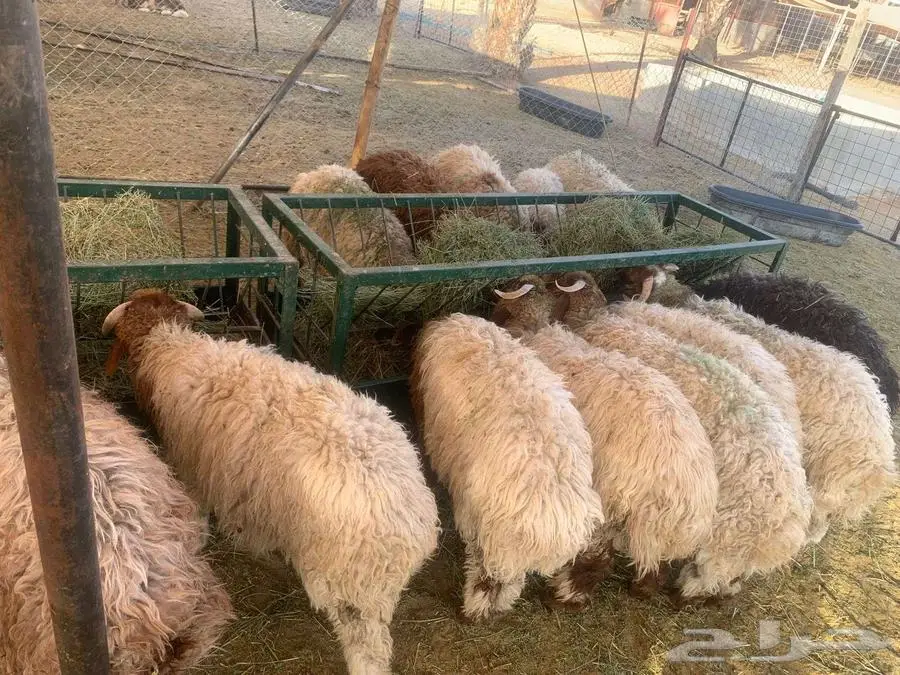نعيمي اردني بسعر 1500 كمية محدودة لأوزان جبر 1