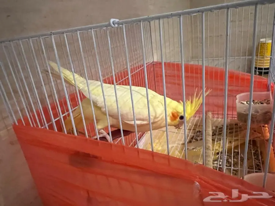 كروان للبيع 0