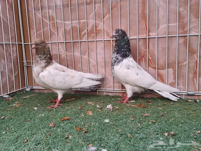 جوز باكستاني 1