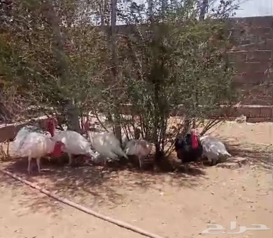 ديوك رومي 0