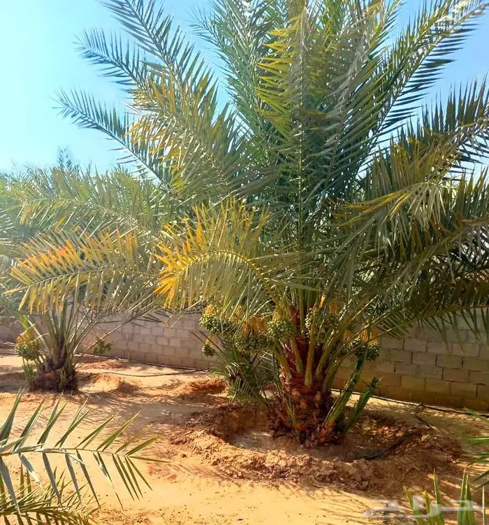 نخل مثمر للبيع شيشي سكري صقعي مجدول نخيل جميع لانواع برحي 7
