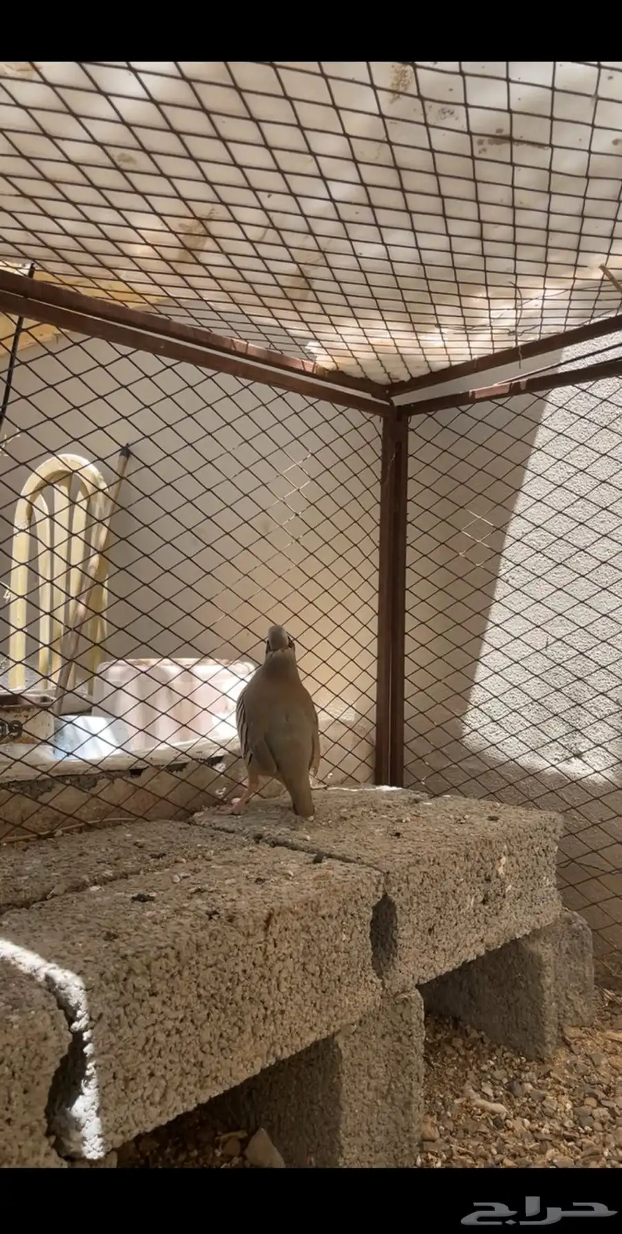 حجل الجنوب 3