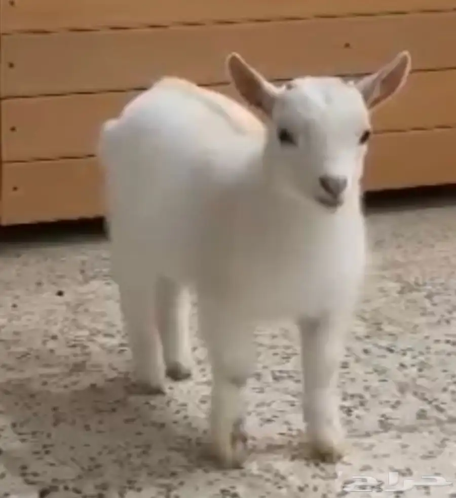 الماعز القزم 7