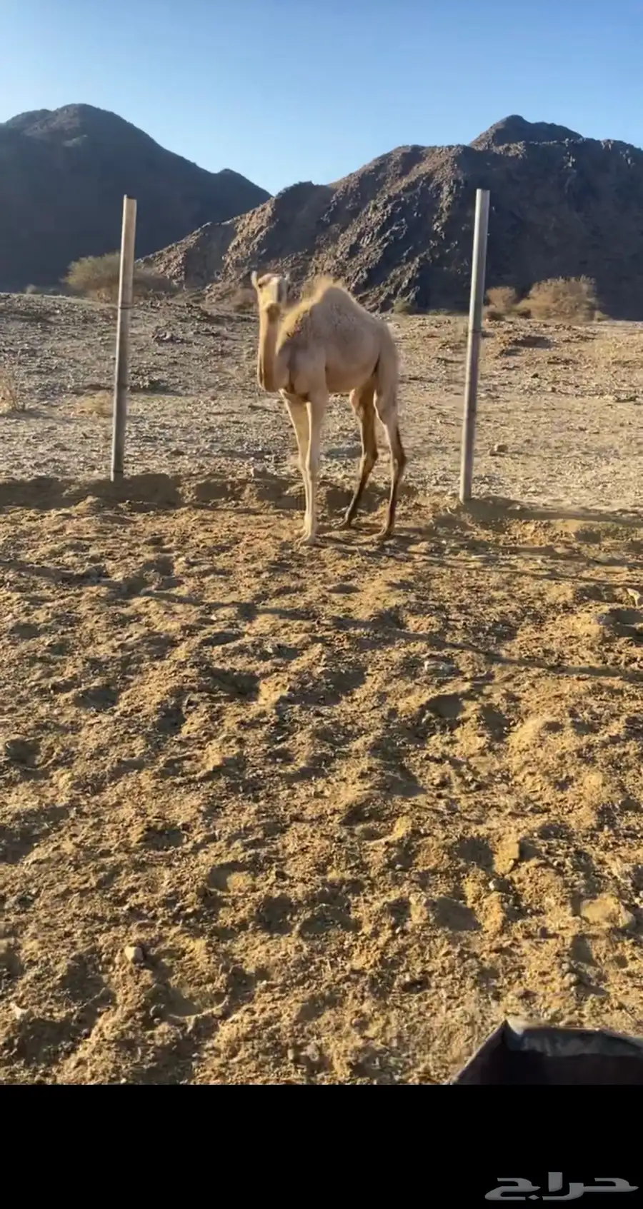 بكره 1